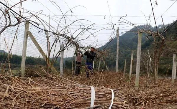 فرع نفايات خشب الفاكهة الأسمدة العضوية فرع نفايات خشب الفاكهة الأسمدة العضوية