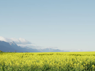 الأسمدة العضوية الحيوية