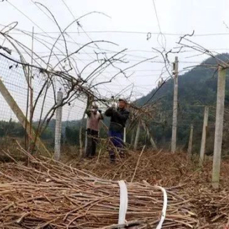 Abono orgánico para ramas de residuos de madera de frutas