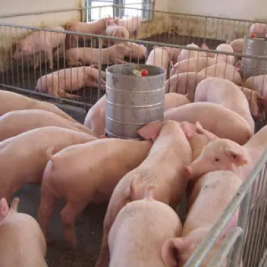 Линия по производству органических удобрений из свиного навоза