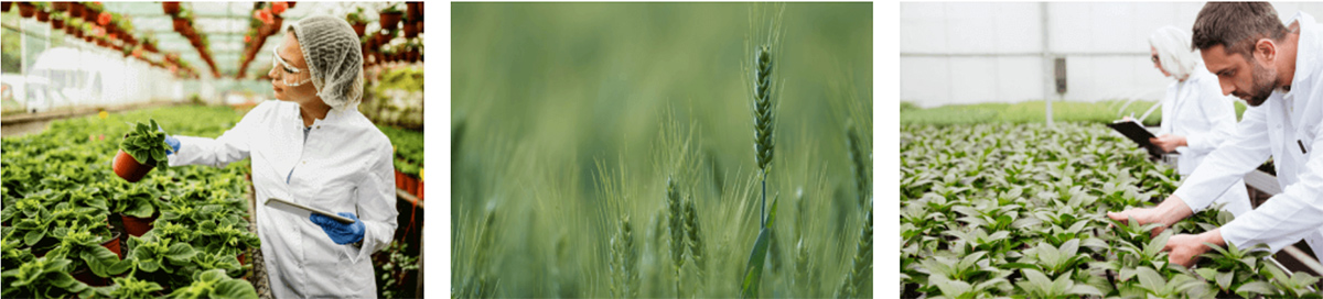 الدوار طبل المحبب 4.jpg