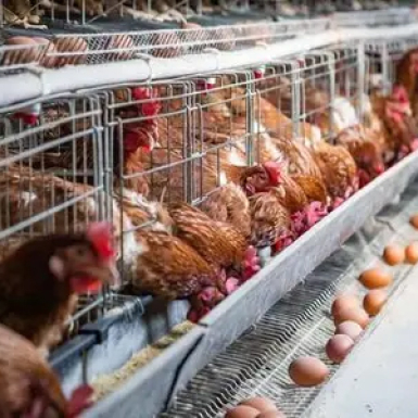 Линия по производству органических удобрений из куриного помета