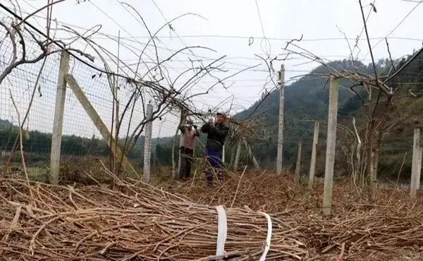 Fertilizante orgânico de galhos de resíduos de madeira de frutas