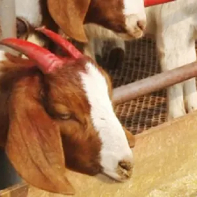 Линия по производству органических удобрений из овечьего навоза