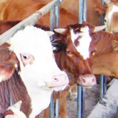 Линия по производству органических удобрений из коровьего навоза